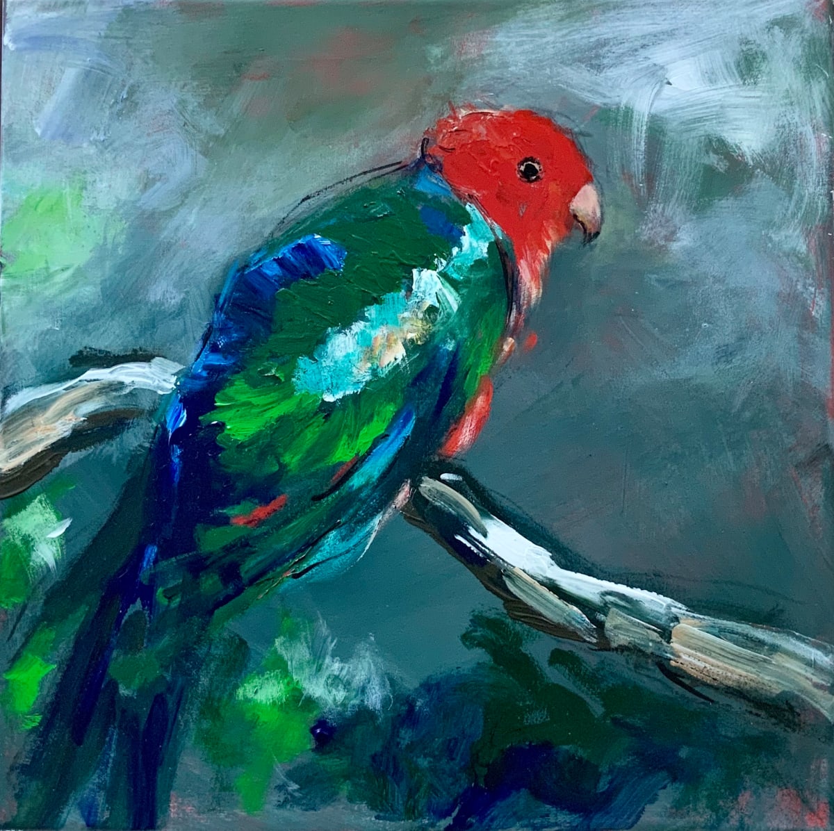 King Parrot 