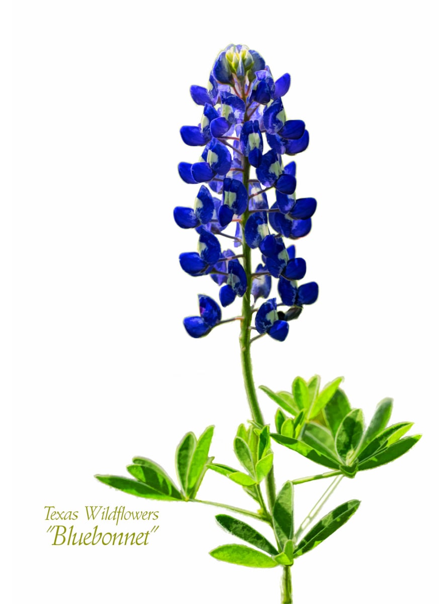 Texas Wildflowers - Bluebonnet, Image 1.