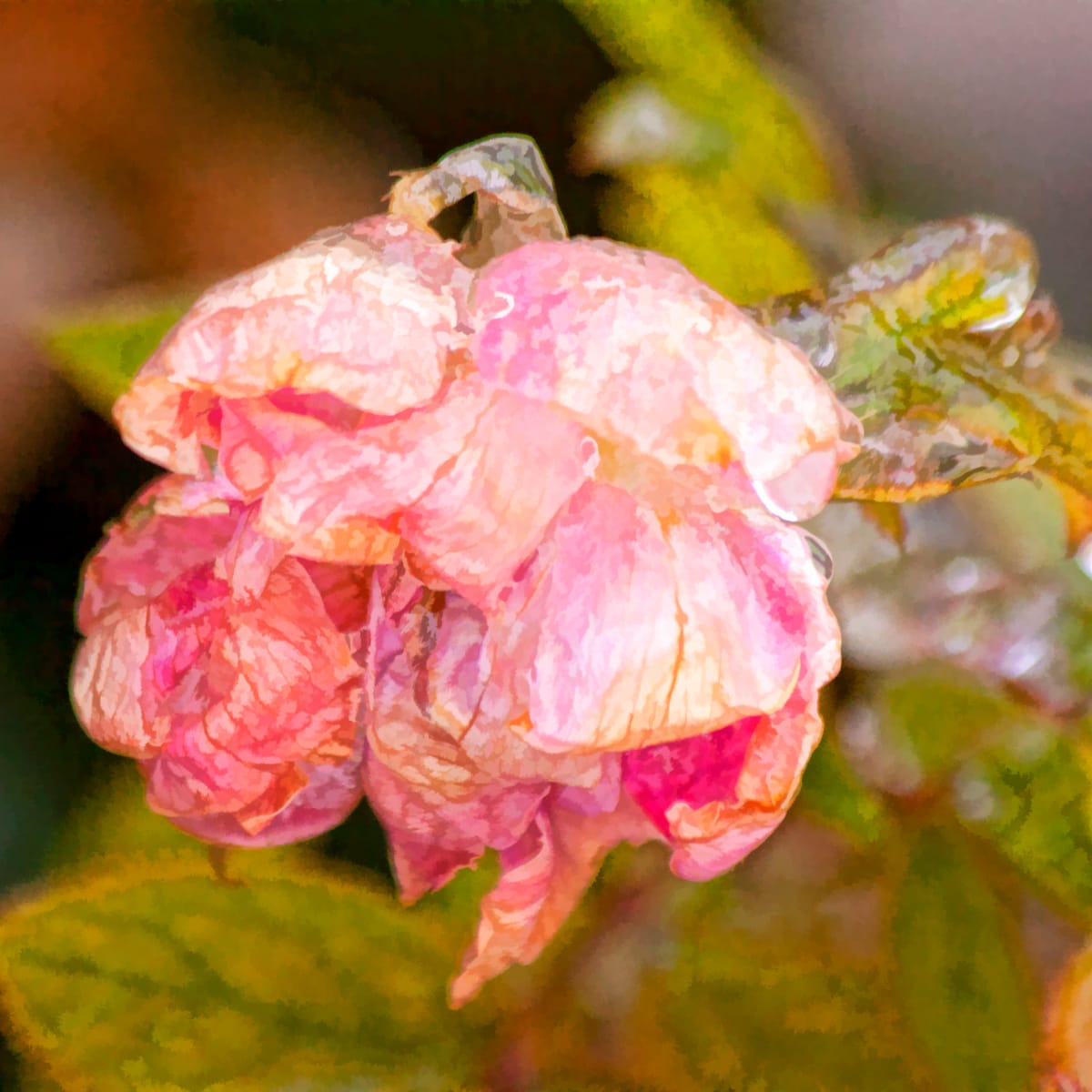 Frozen Beauty, Image 1.