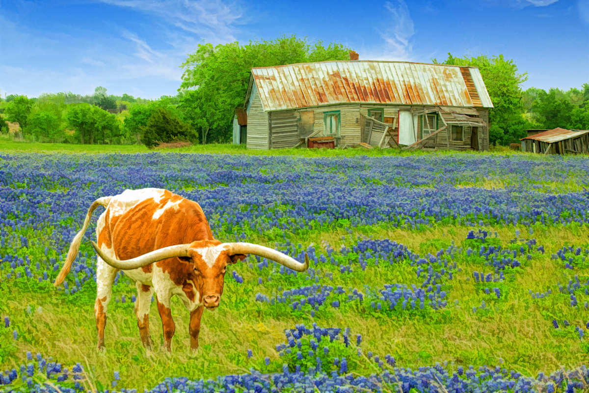 Hangin' Out in Texas, Image 1.