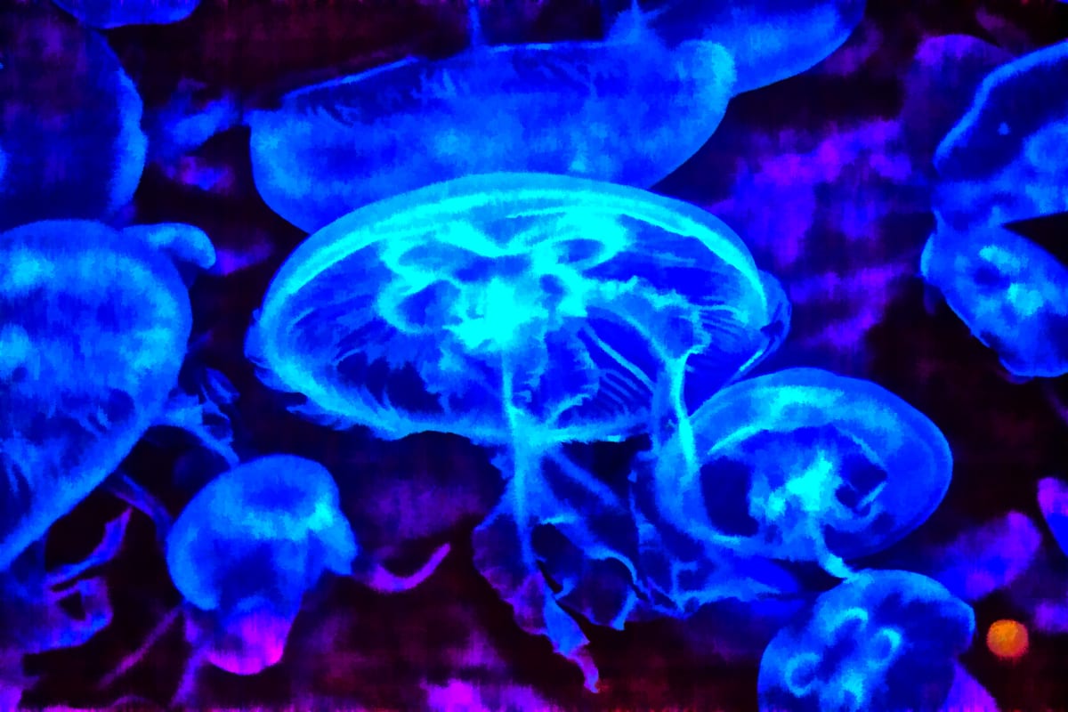 Jelly Fish Jam by Aimee Woolverton (Art-ography by AimeeLouise) 