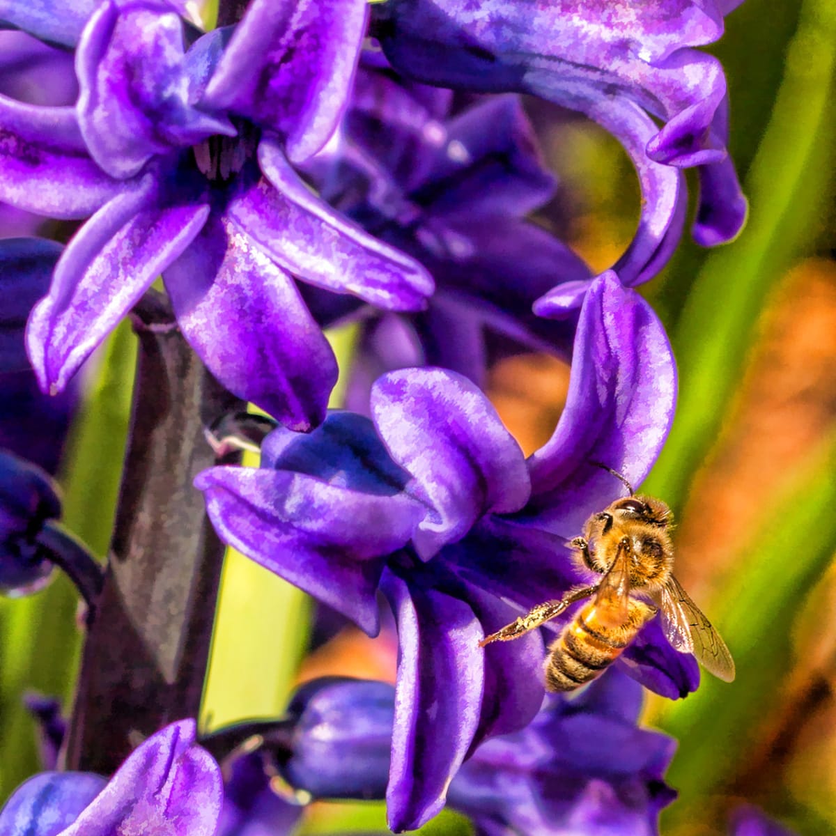 Let There "Bee" Buzz 