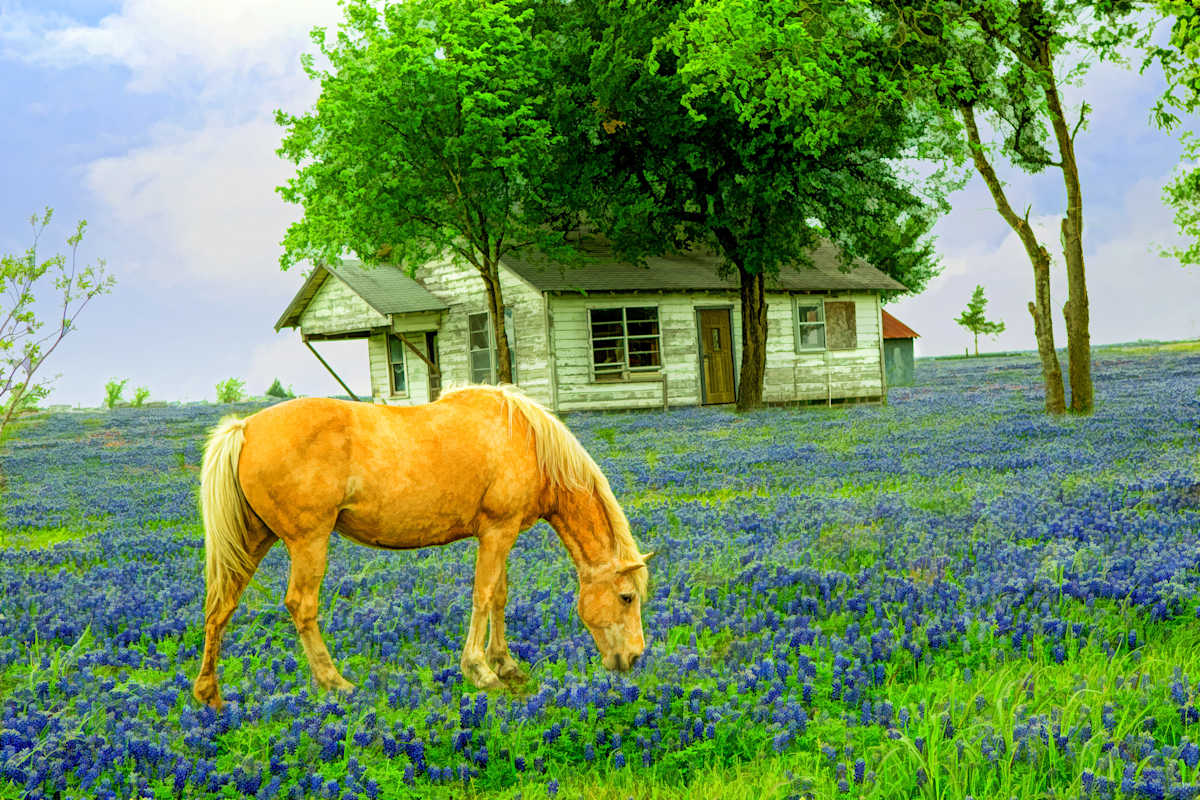 One Horse Town, Image 1.