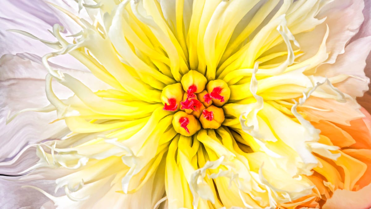 Soft Beauty, Image 1.