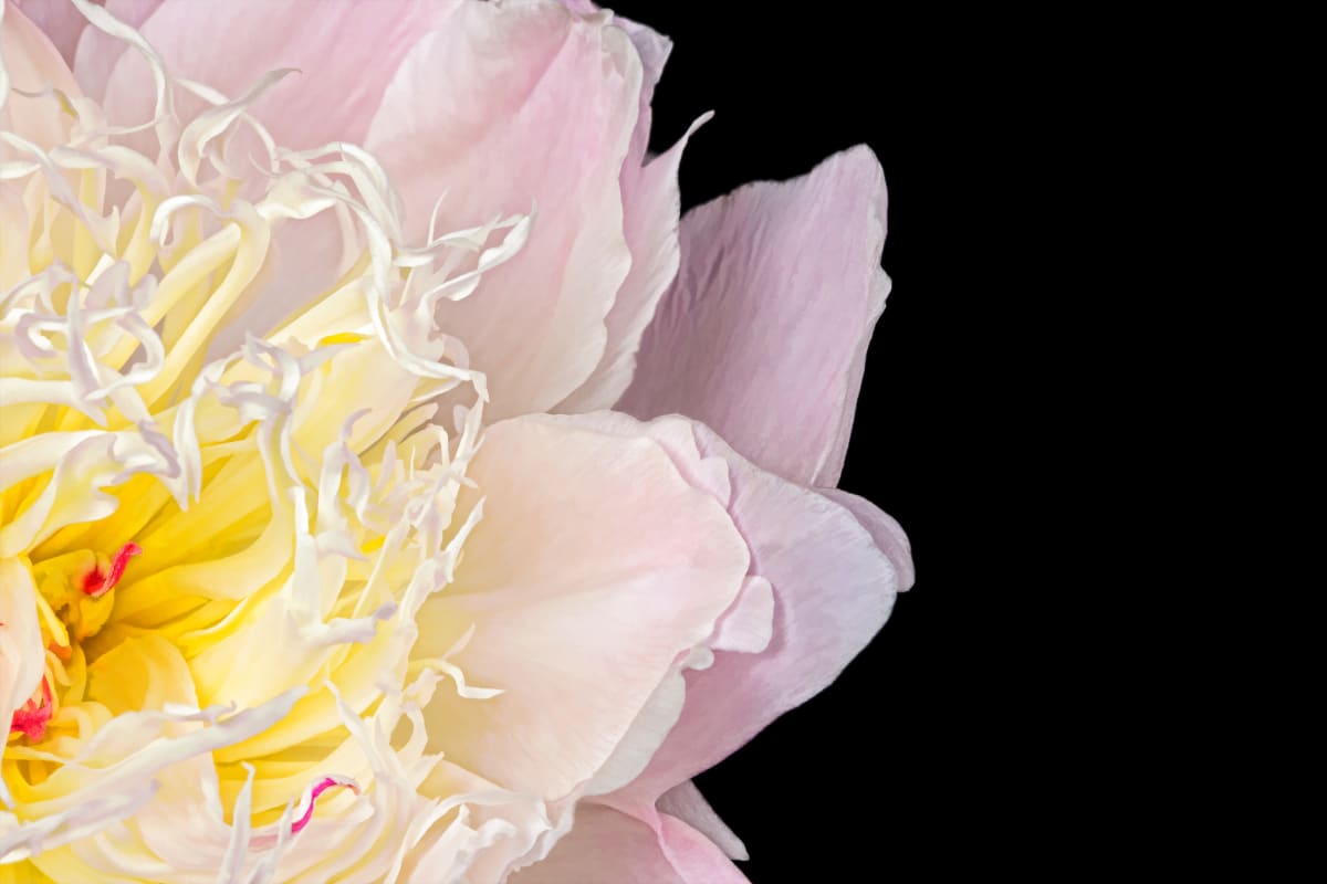 Pretty In Pink, Image 1.