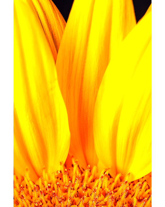 Sun Rays, Image 1.