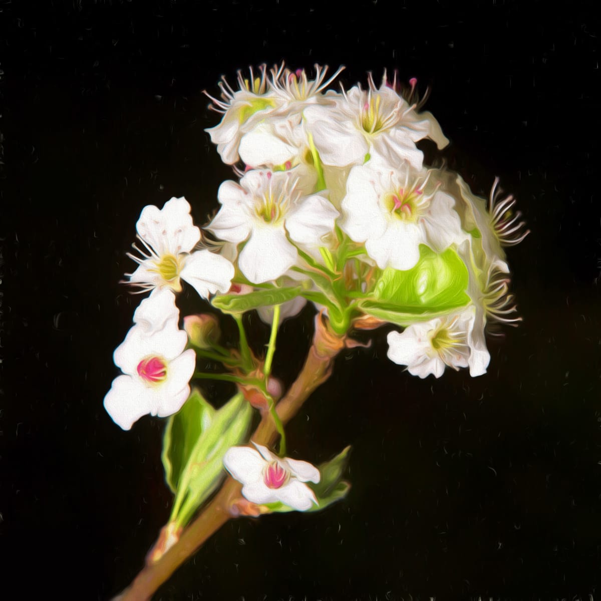 Sweet Pear, Image 1.