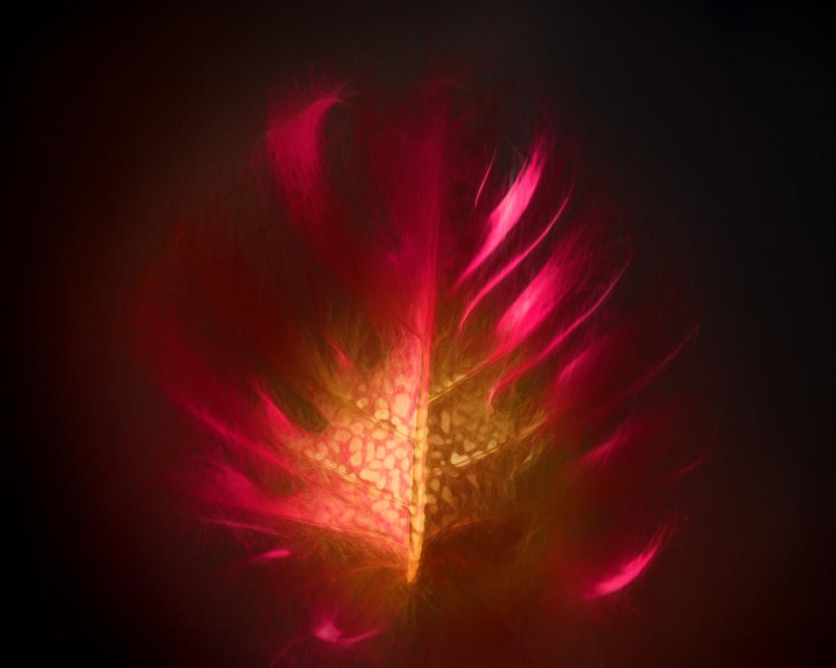 The Burning Bush 1/20