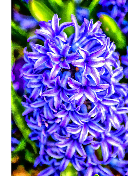 Hyacinth #1