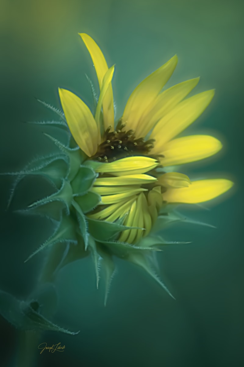 Courage by Joseph Liberti  Image: I met his magnificent Sunflower blossom in a cozy nook of Mansion Park in Manitou Springs Colorado. She showed me her heart as she readied for the next stage of  her journey. 