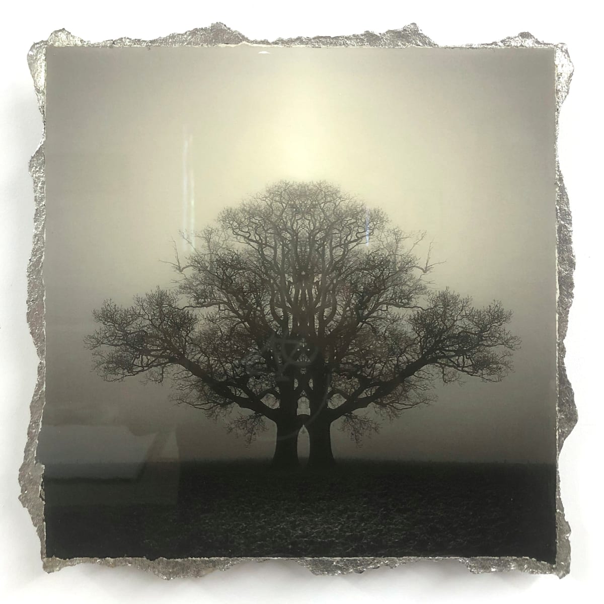 Symmetree As One, Image 3.