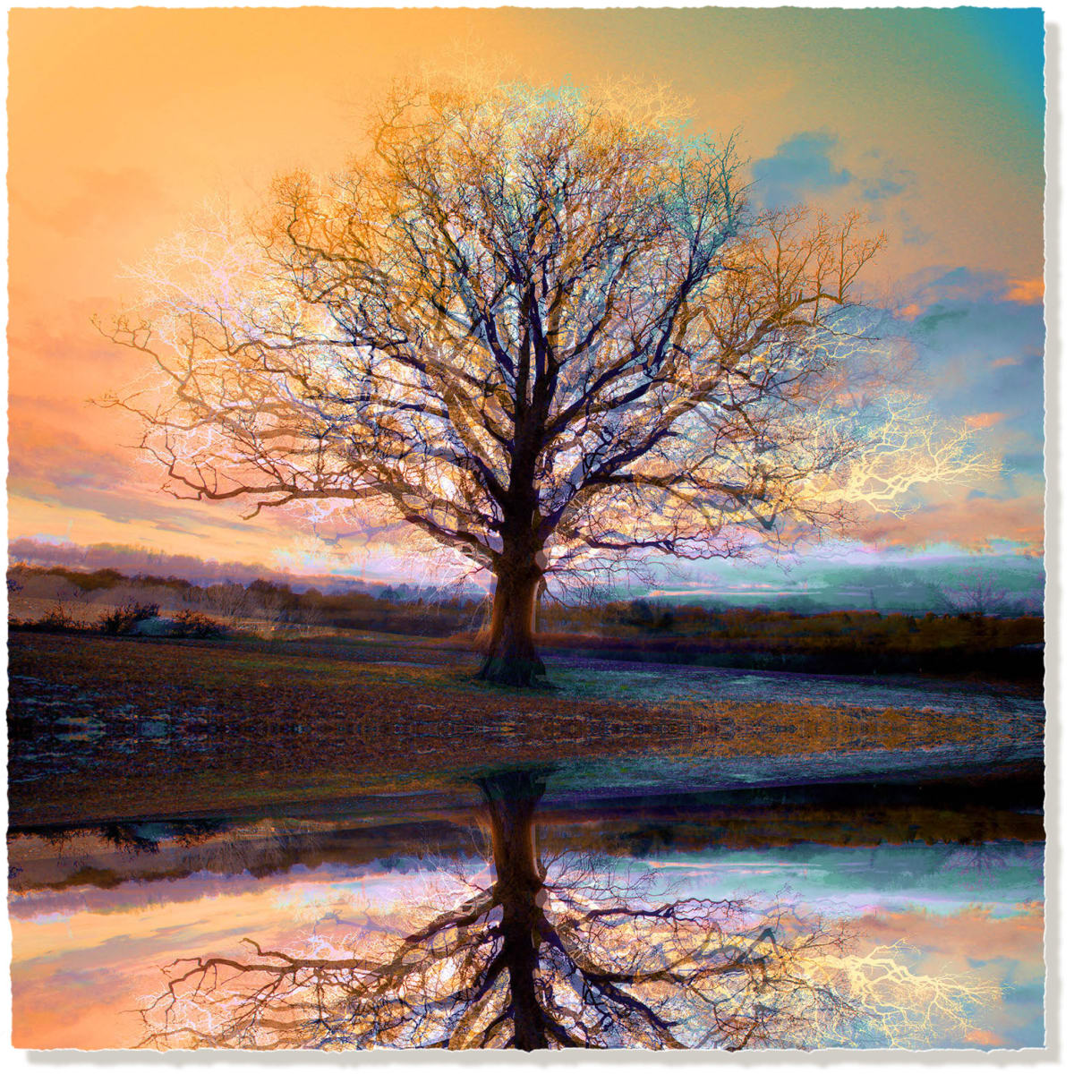 Unlimited Symmetree Oak Prints  Image: Symmetree 3_8 Reflected (square version)