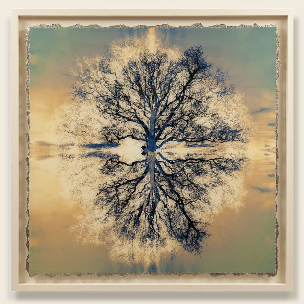 Safe Arbor XIV 