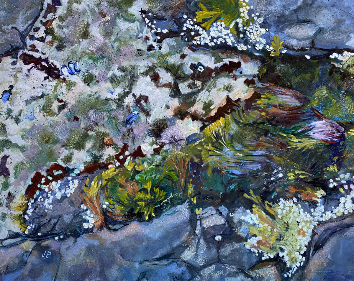 Tidal Pool Lobster Cove 3 by Joan Brady 