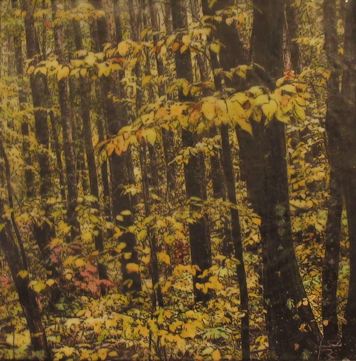 Deep Woods 2023 by Carla Benjamin  Image: 12" x 12" photo encaustic