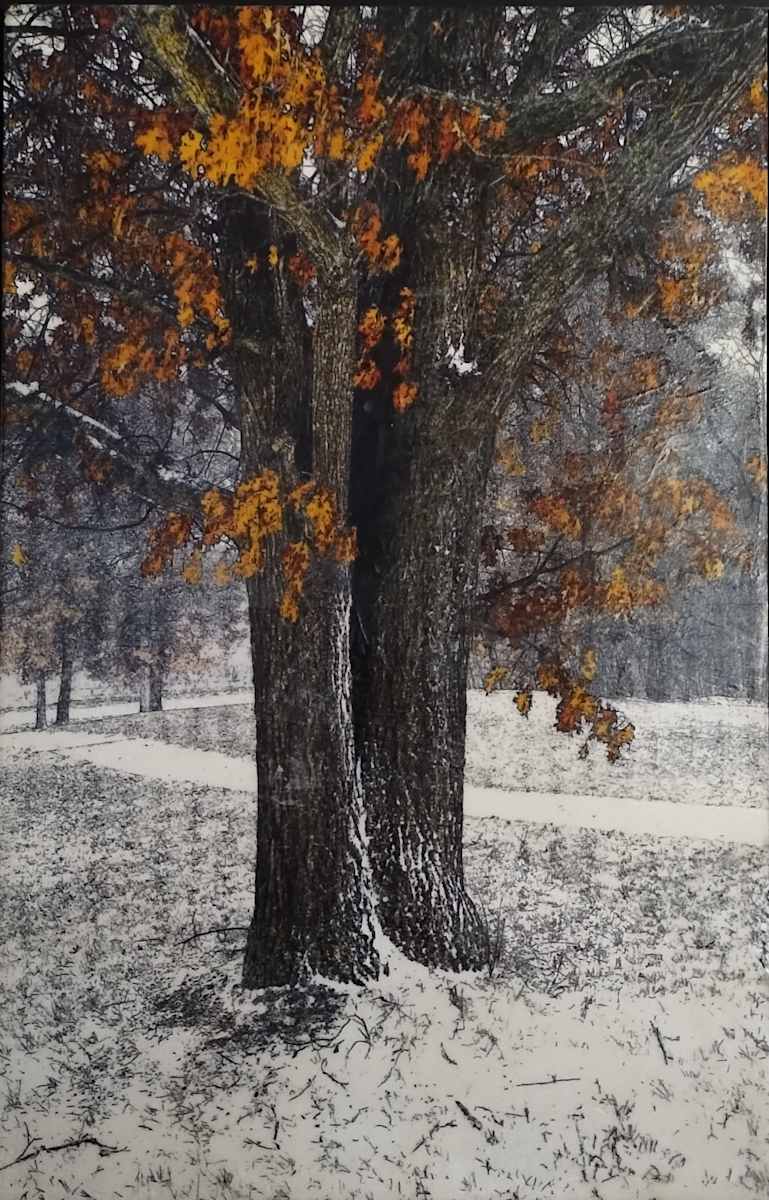 December Oak by Carla Benjamin  Image: December Oak 2025