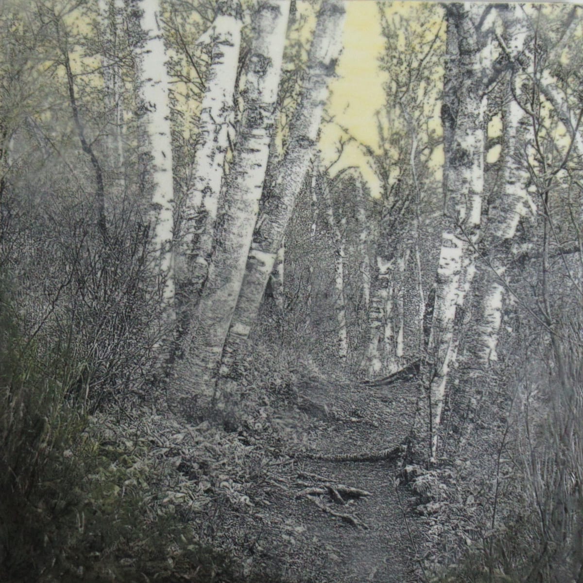 Sugar Loaf Cove Trail by Carla Benjamin, Image 1.