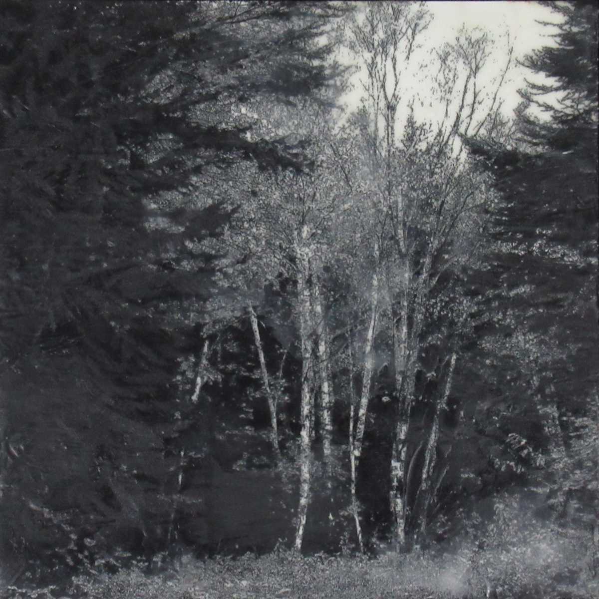 Black and White Series - Secret Grove by Carla Benjamin  Image: Secret Grove 2023