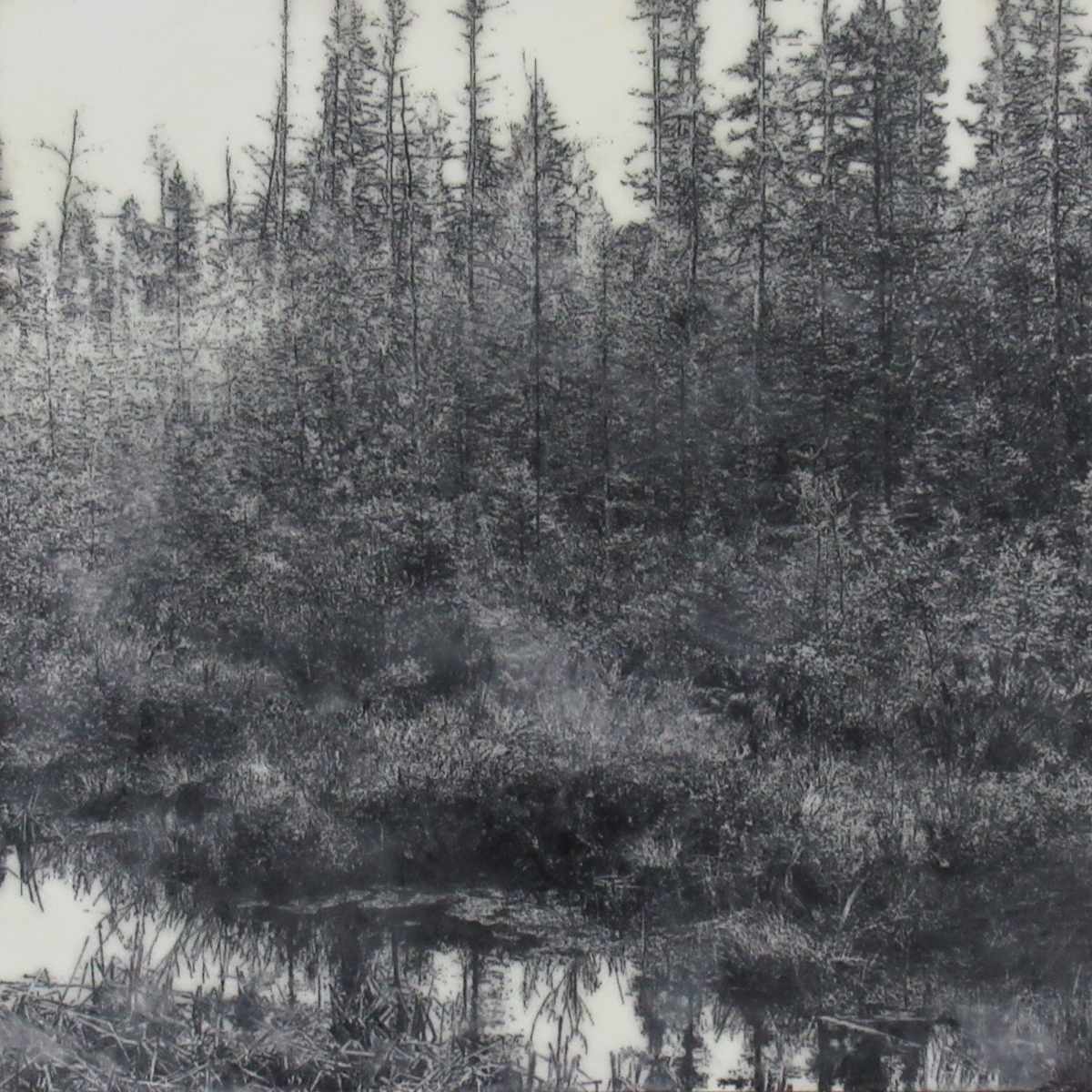 Black and White Series - Tamarac Reflections by Carla Benjamin  Image: Tamarac Reflections 