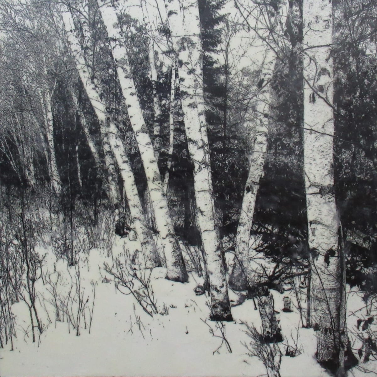 Fenceline Birch by Carla Benjamin  Image: Fenceline Birch 2023 36" x36" photo encaustic