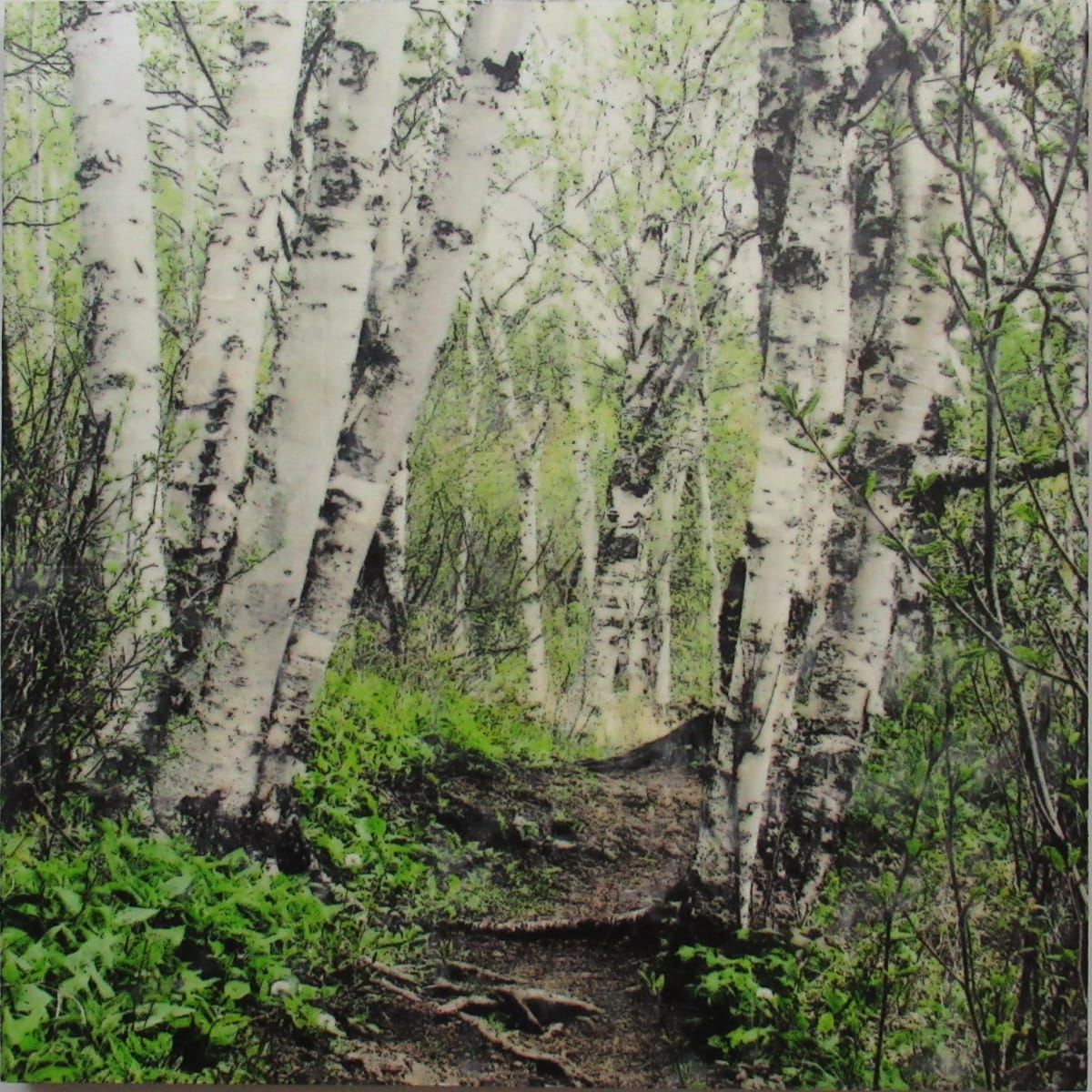 Birch Way by Carla Benjamin  Image: Birch Way 2023  36" x 36" photo encaustic