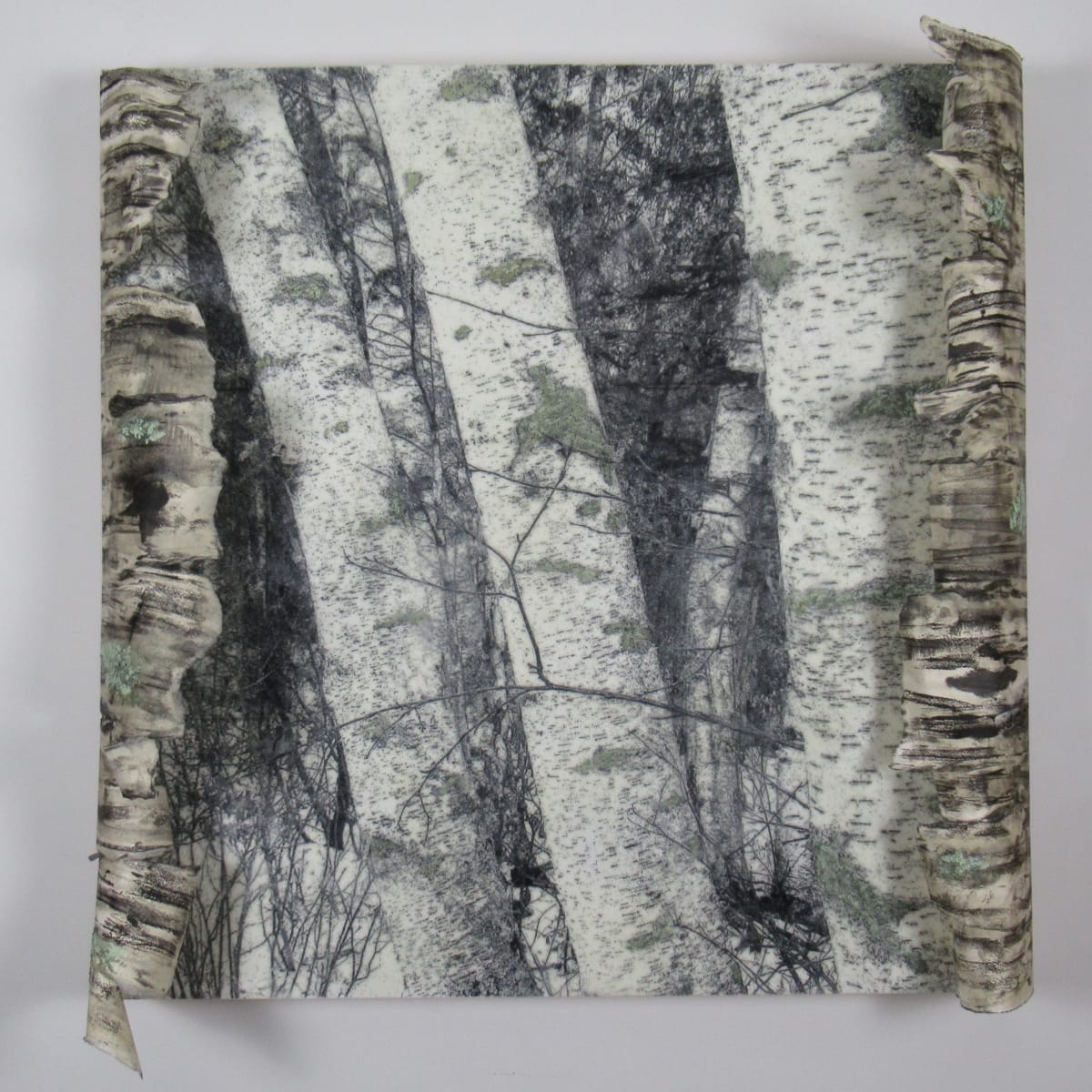 Big Birch by Carla Benjamin  Image: Big Birch 2023