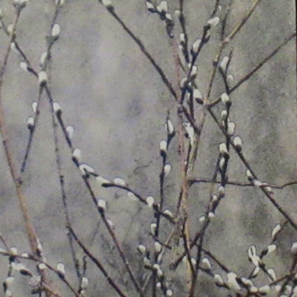 Spring Willows by Carla Benjamin  Image: 18" x 18" photo encaustic 2024