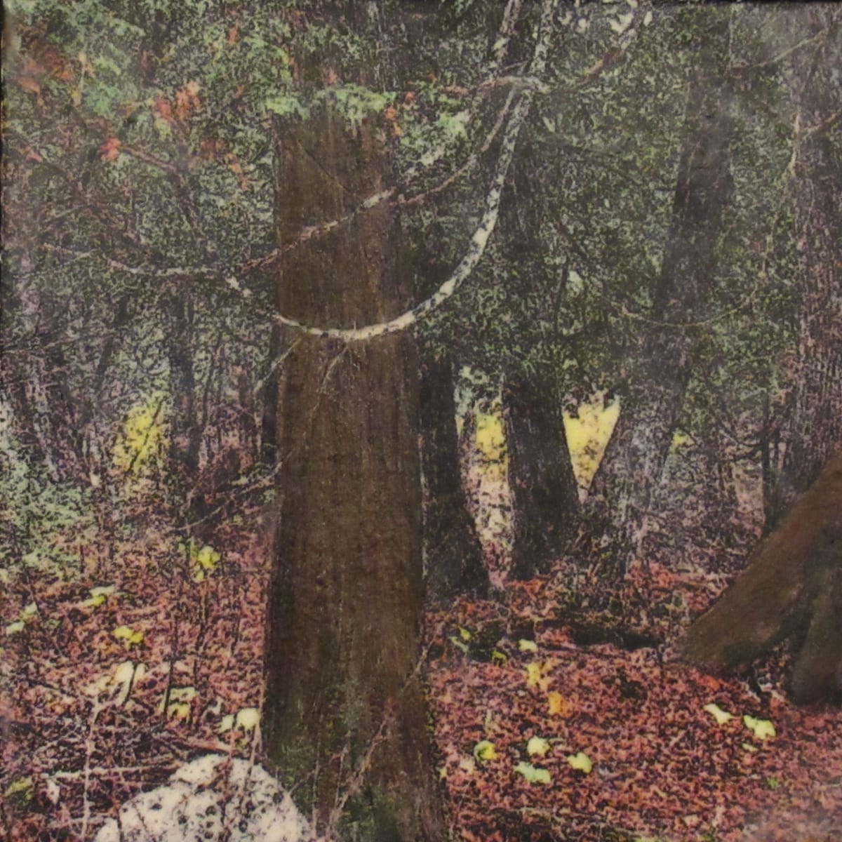 Old Cedars by Carla Benjamin, Image 1.