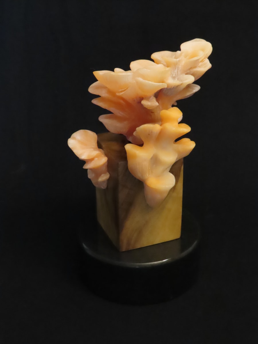 Fancy Pink Oyster Mushrooms, Image 1.