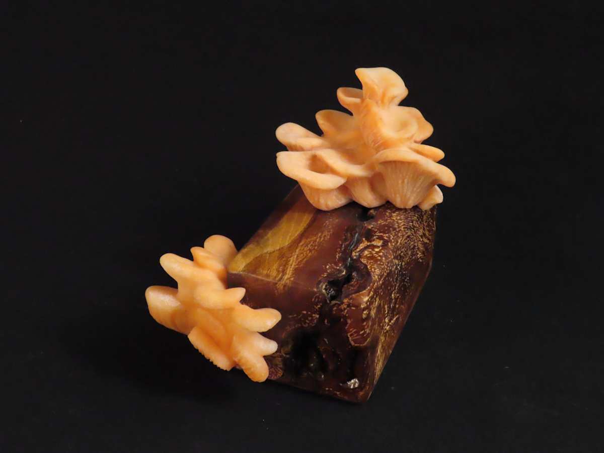 Pink Oysters2 by Kathryn Vinson 