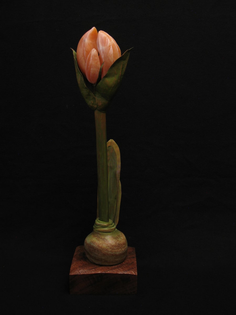 Amaryllis bud, Image 1.