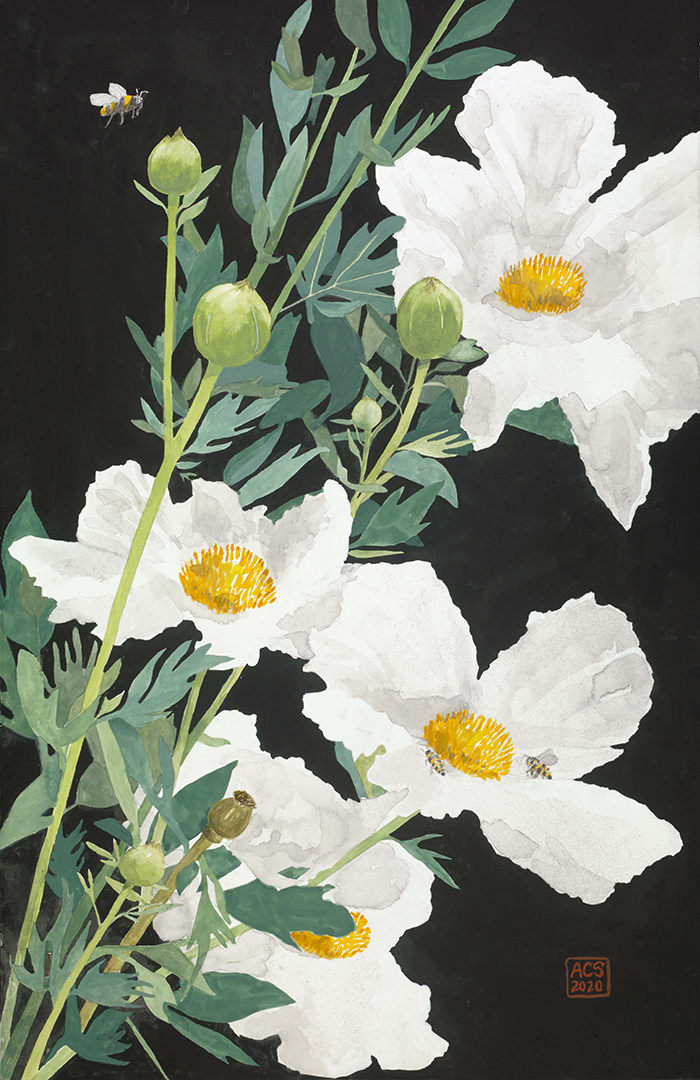 Matilija Poppy and Bumble Bees 