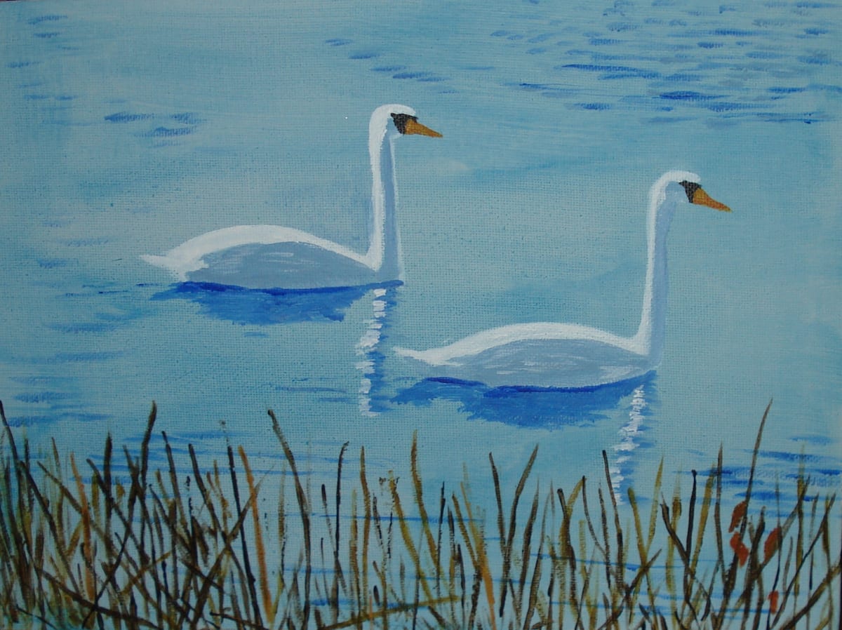 Swans 