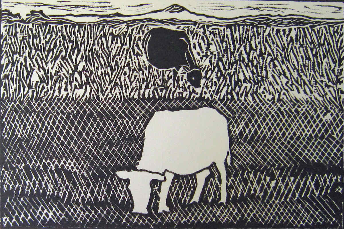 White Cow/Black Cow by Meredith Nemirov 