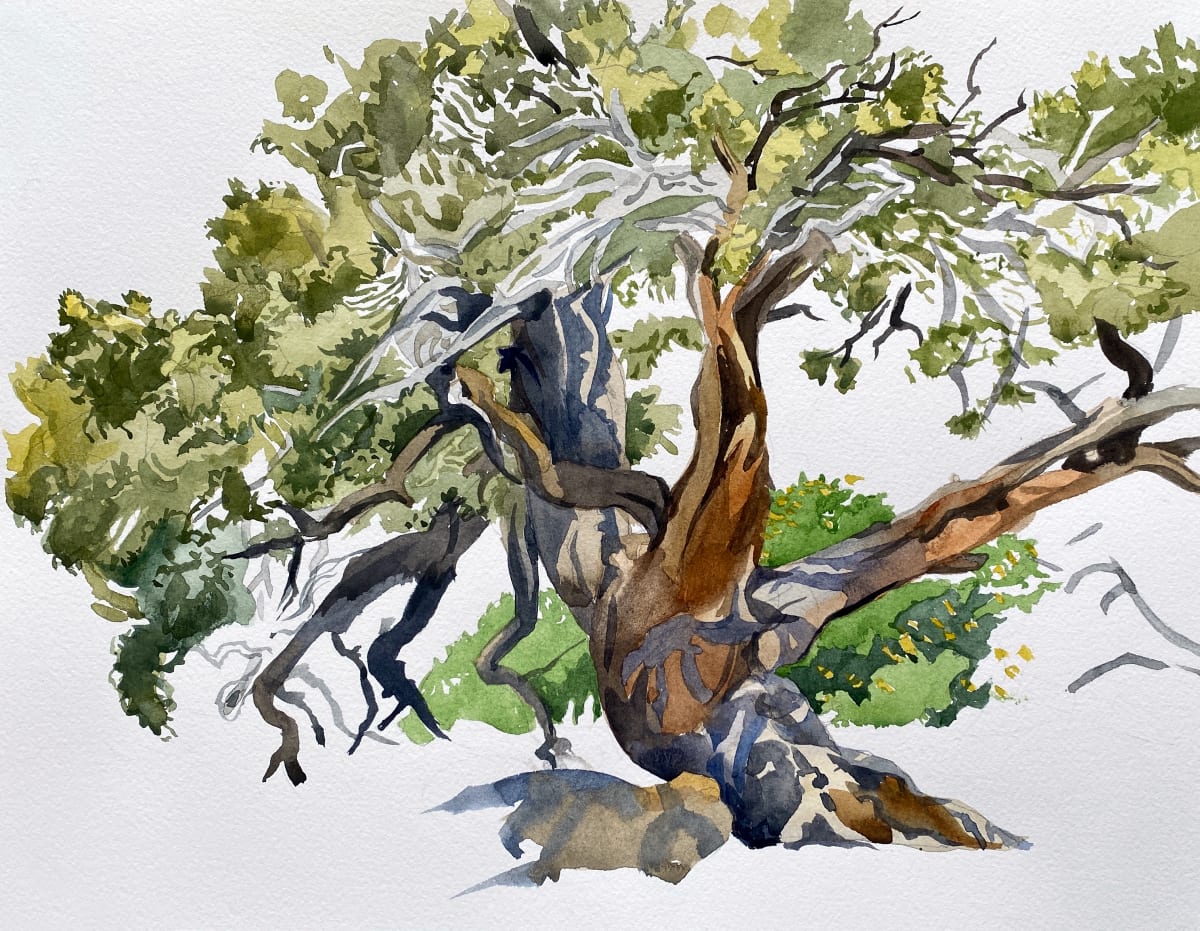Canyon Juniper 
