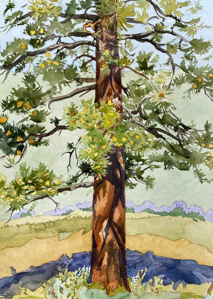 Ponderosa One by Meredith Nemirov  Image: Ponderosa One