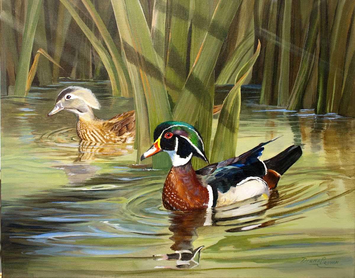Courting Wood Ducks, Image 1.