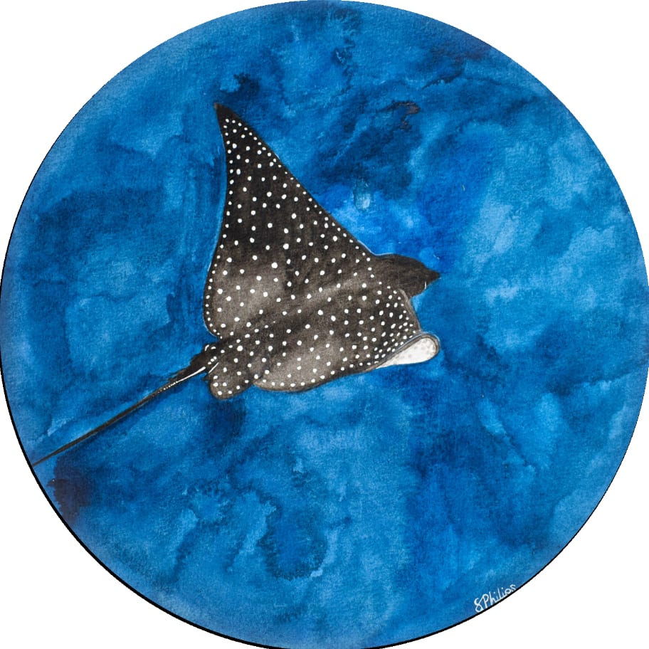 Spotted Eagle-Ray Study 