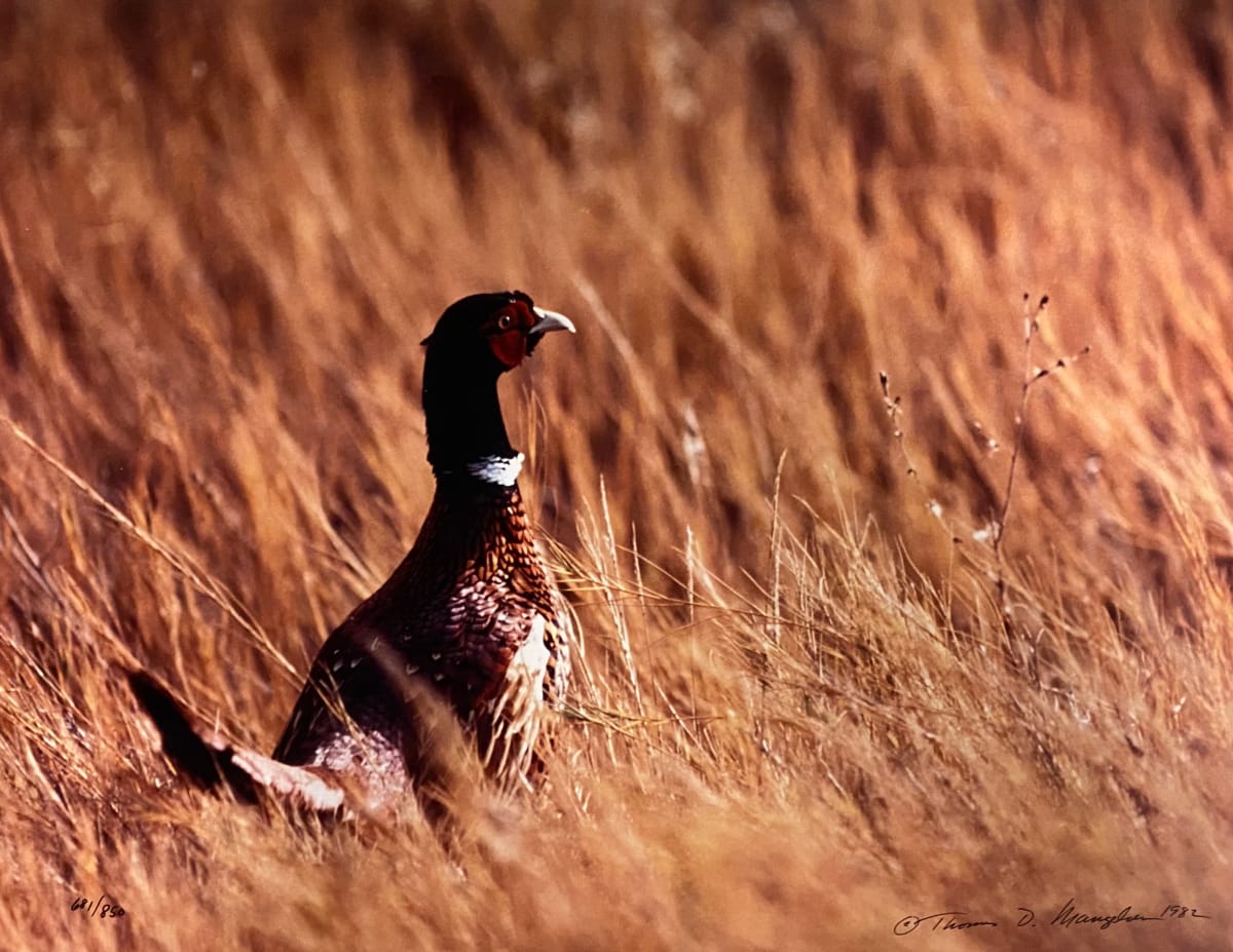 Pheasant by Thomas Mangelsen 