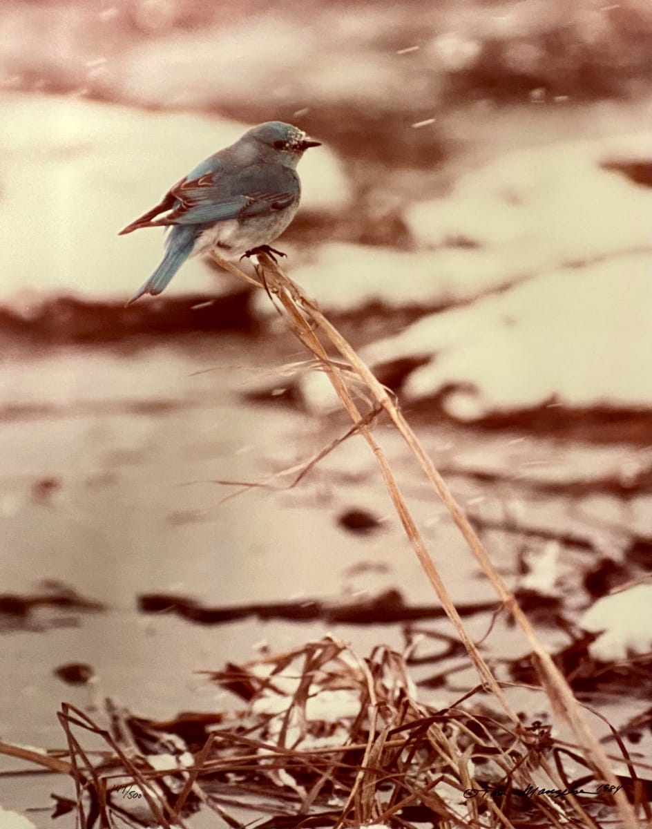 Blue Bird in Snow by Thomas Mangelsen 