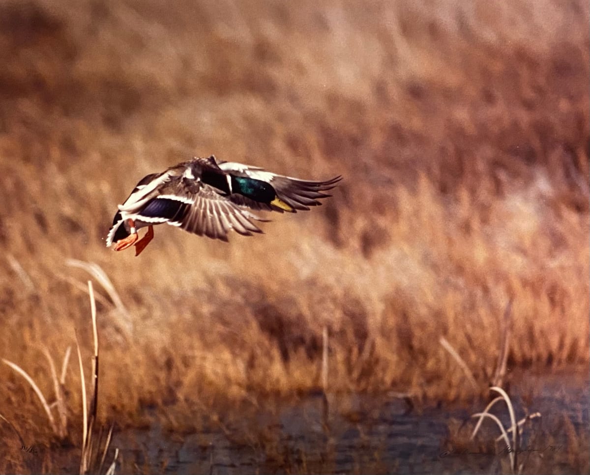 Mallard Duck by Thomas Mangelsen, Image 1.