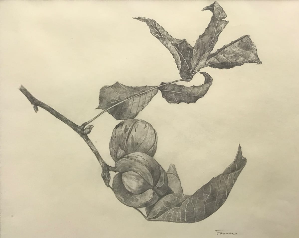 Walnuts by Michelle Farrar 