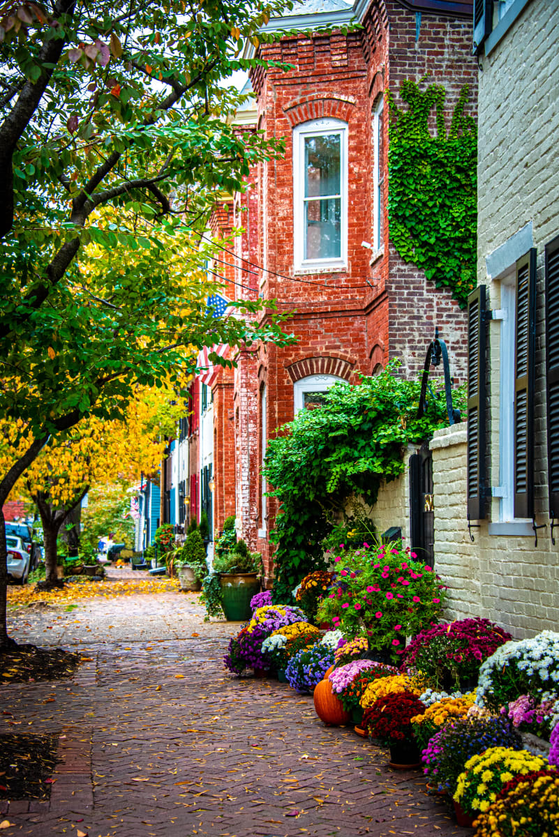 Chrysanthemum Explosion #1 - Old Town Alexandria, VA by Jenny Nordstrom 