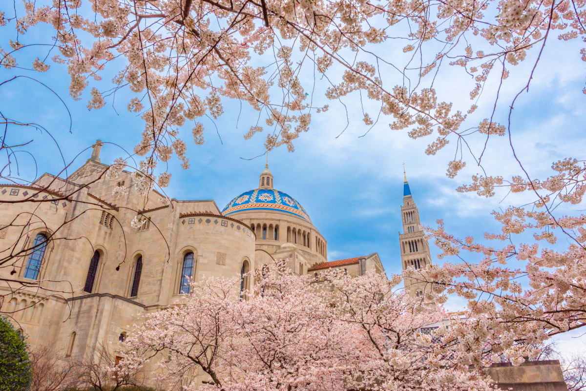 Cherry Blossoms at the Basilica - Washington DC by Jenny Nordstrom 