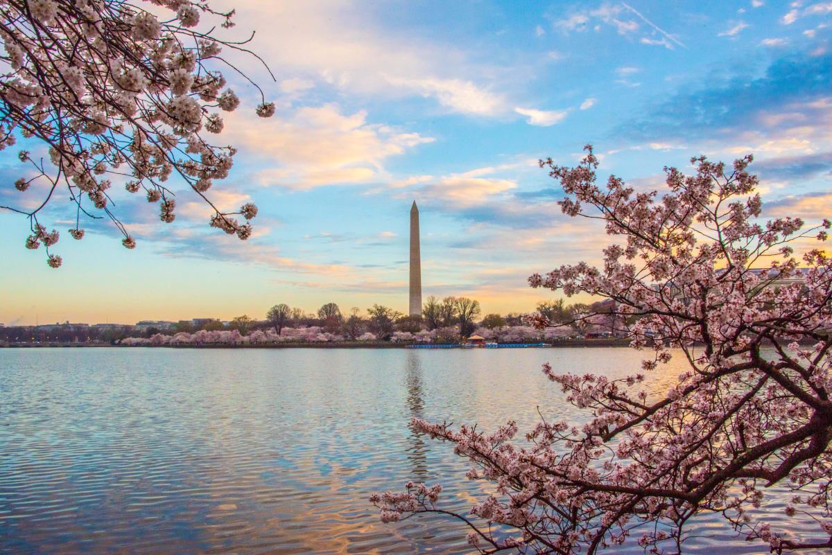 Washington Sunrise with Cherry Blossoms 