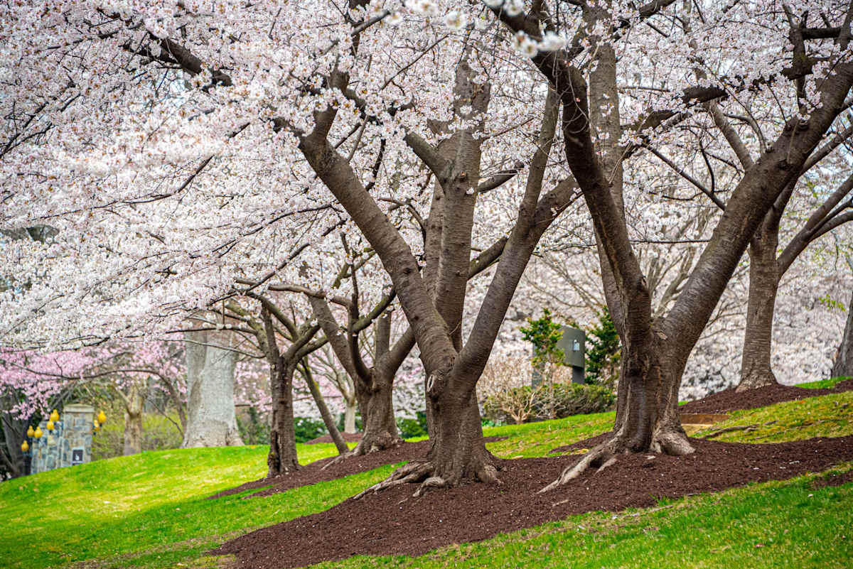 Cherry Trees in Full Bloom - Washington DC by Jenny Nordstrom, Image 1.
