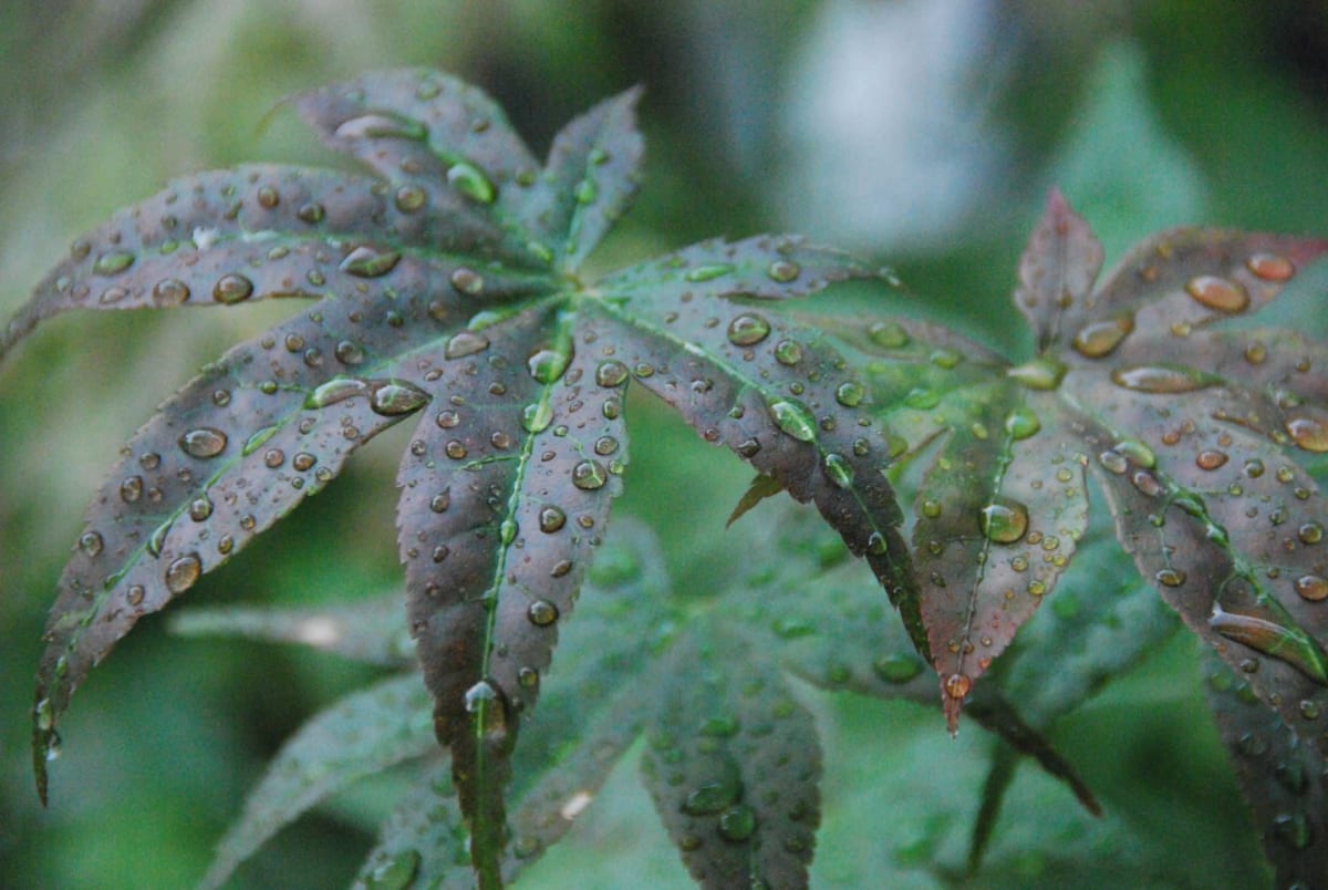 Japanese Maple in the Rain by Jenny Nordstrom 