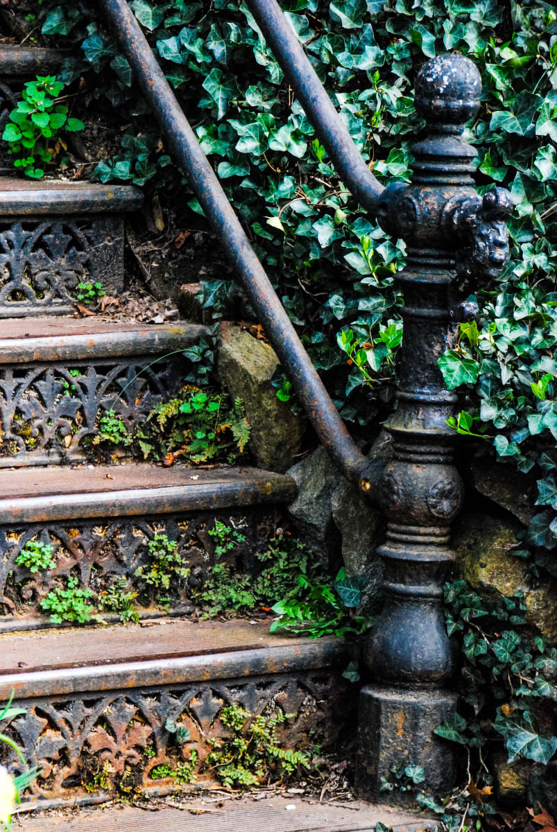 Steps with Ivy - Capitol Hill, Washington DC by Jenny Nordstrom 