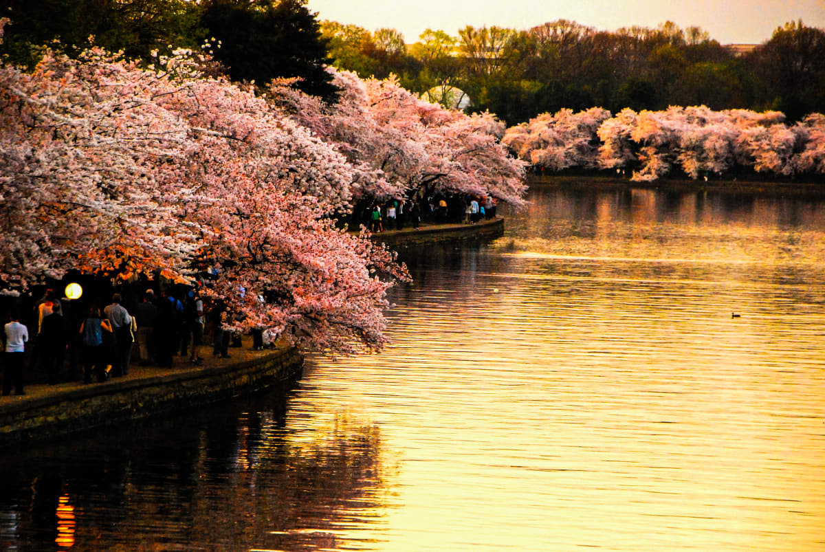 Cherry Blossoms at Golden Hour, Washington DC 