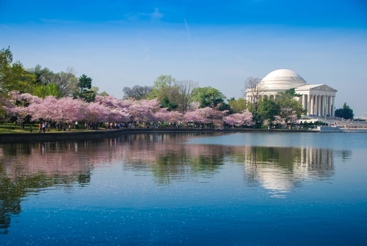 Jefferson Monument Reflection with Cherries 2 